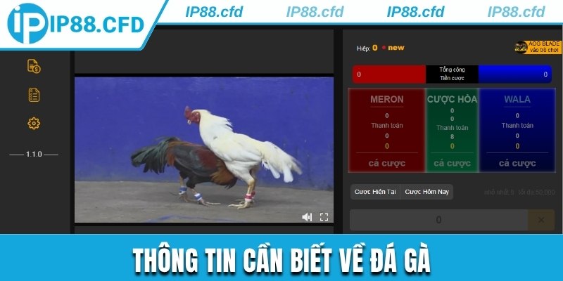 Hình thức chọi kê và những thông tin cần biết